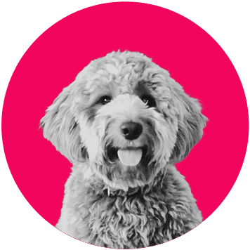 Harvey